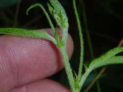 Passiflora pinnatistipula