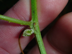 Passiflora pinnatistipula