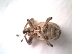 Neochetina eichhorniae