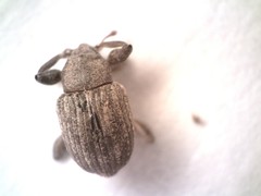 Neochetina eichhorniae