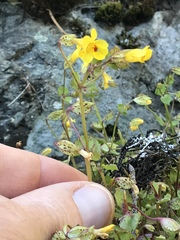 Erythranthe microphylla