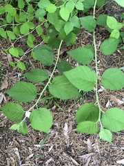 Neviusia alabamensis