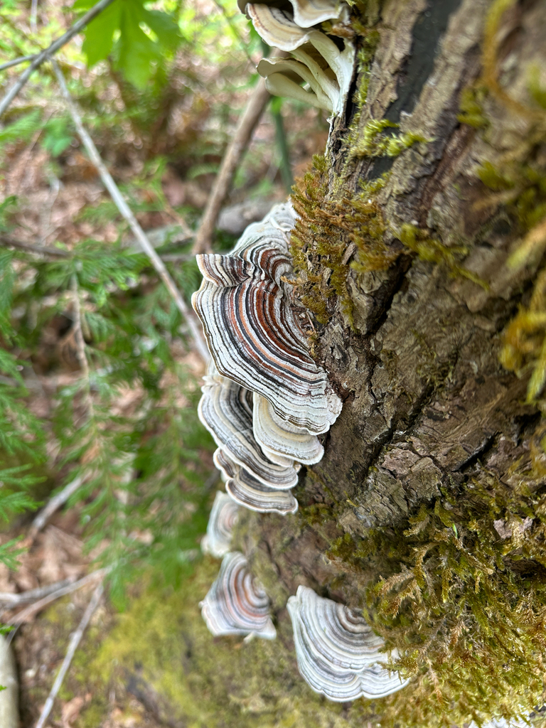 turkey-tail · May 2026 · photo: Photo: no rights reserved · iNaturalist