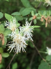 Neviusia alabamensis