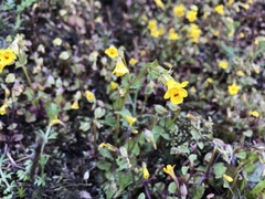 Erythranthe microphylla