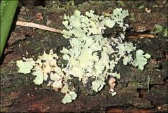 Notoparmelia cunninghamii