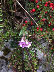 Arabis rosea