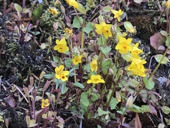 Erythranthe microphylla