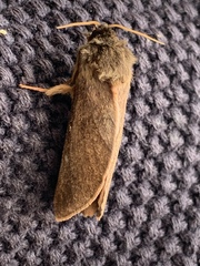 Oxycanus
