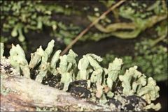 Thysanothecium scutellatum