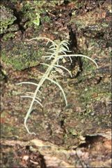 Usnea inermis