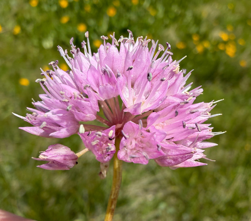 Allium nevii