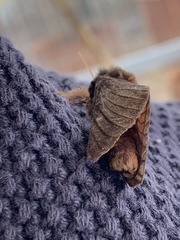 Oxycanus