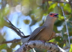Urocolius indicus transvaalensis