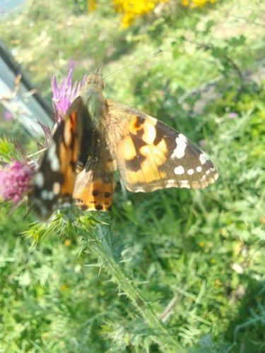 Painted Lady