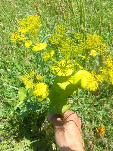 Perfoliate Alexanders