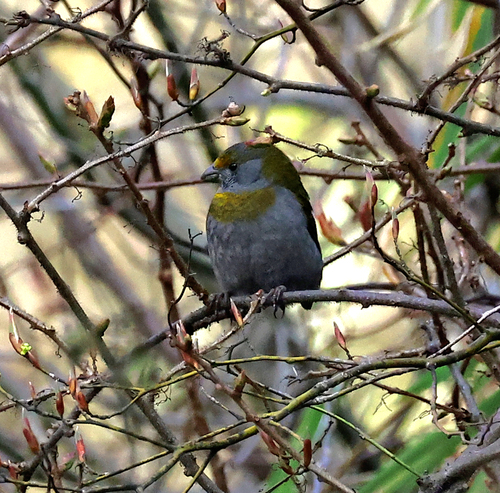 Crimson-browed Finch (Carpodacus subhimachalus), photo 2
