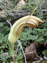 Pterostylis truncata