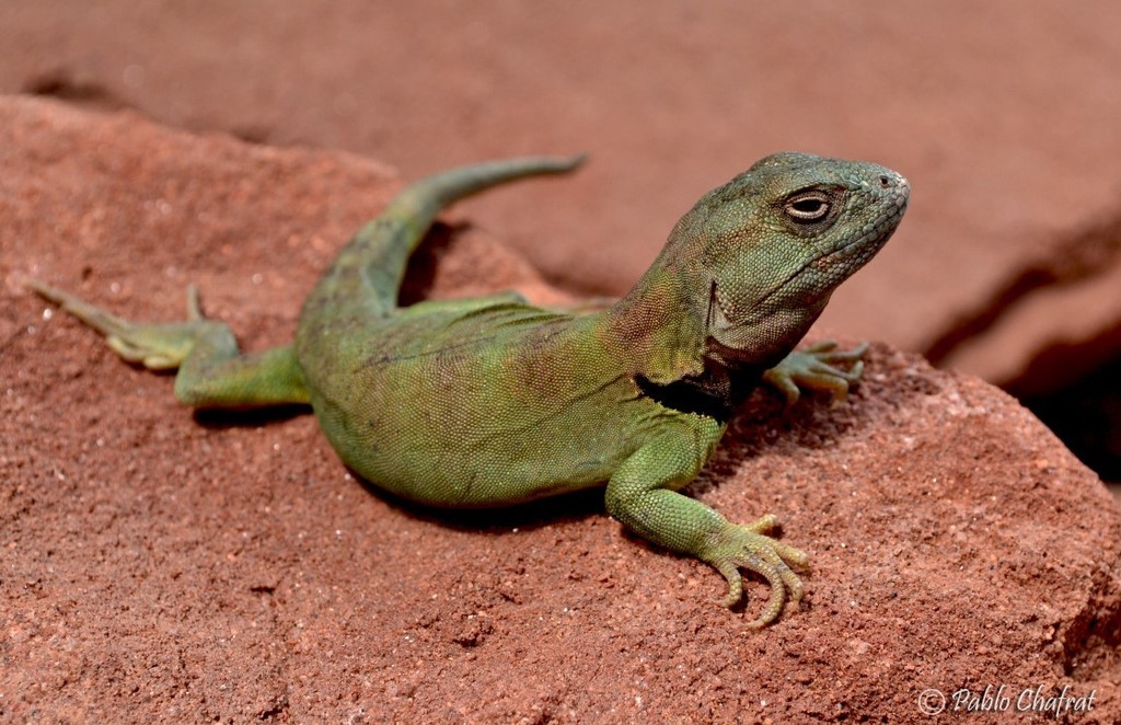 Black-Collared Green Lizard
