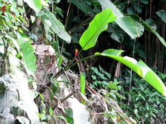 Heliconia episcopalis