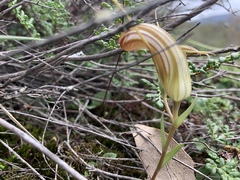 Pterostylis truncata