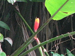 Heliconia episcopalis