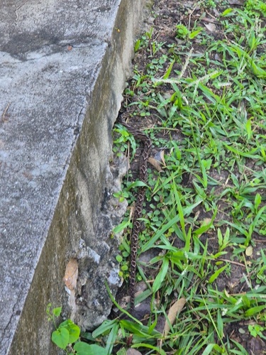 Wagler's Snake