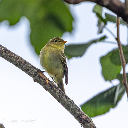 Yellow-bellied Flycatcher (Empidonax flaviventris), photo 4