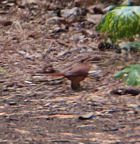 Northern Cardinal