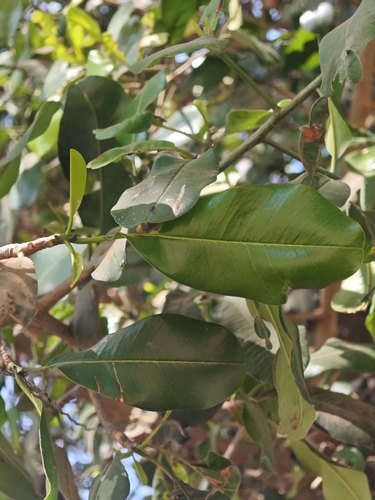 Manilkara hexandra, photograph 6