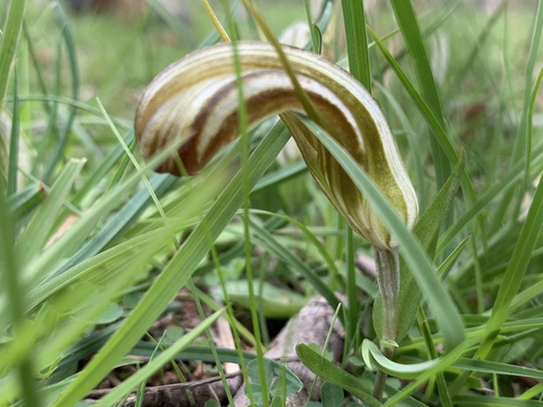 Pterostylis truncata, photograph 5