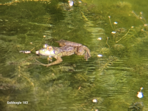 American Bullfrog