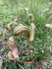 Pterostylis truncata