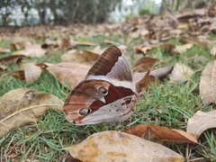 Thauria lathyi