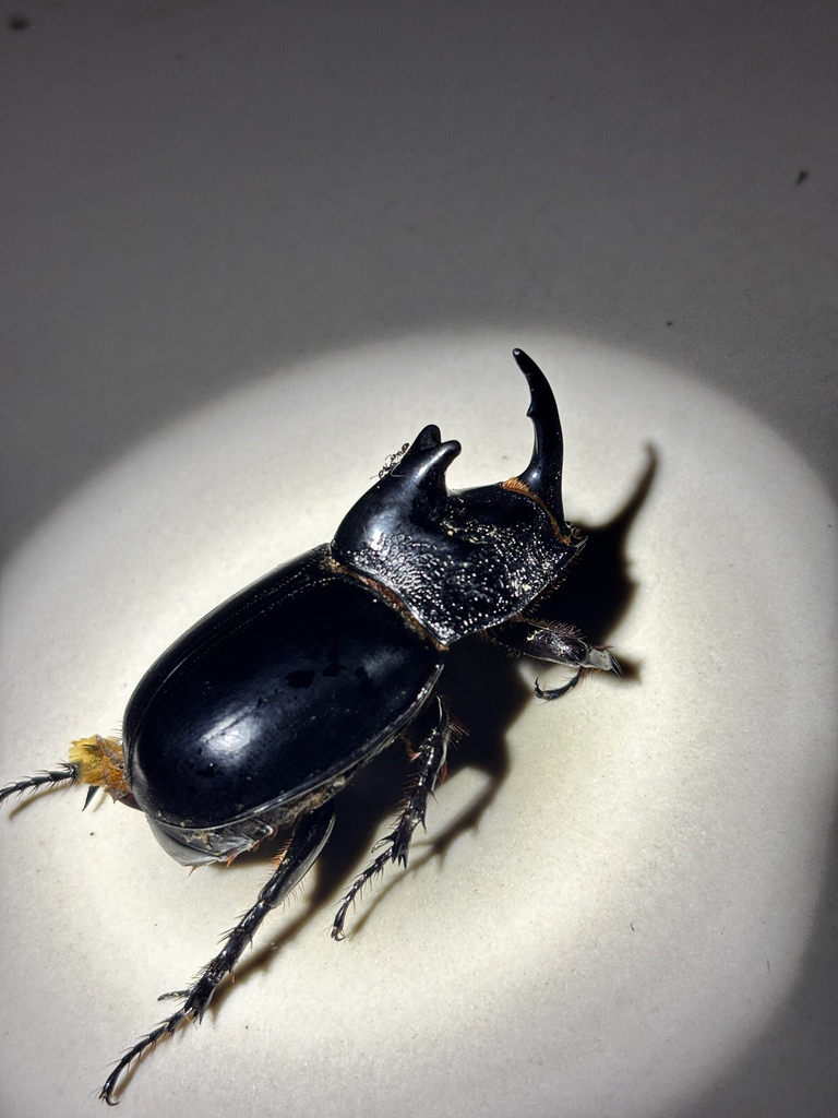 Trichogomphus lunicollis (Trichogomphus lunicollis)