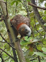 Nestor meridionalis septentrionalis