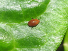 Mycomystes nigriventris