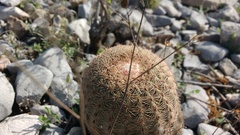 Echinocereus pectinatus pectinatus