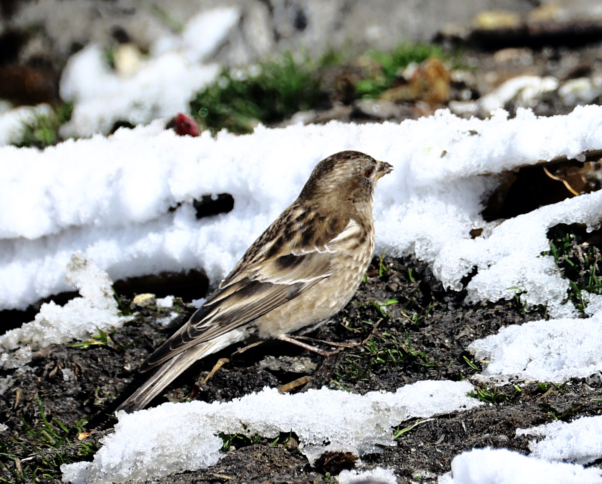 Plain Mountain Finch (Leucosticte nemoricola), photo 8