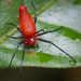 Dominican Spider - Photo (c) Thomas Shahan, some rights reserved (CC BY-NC), uploaded by Thomas Shahan