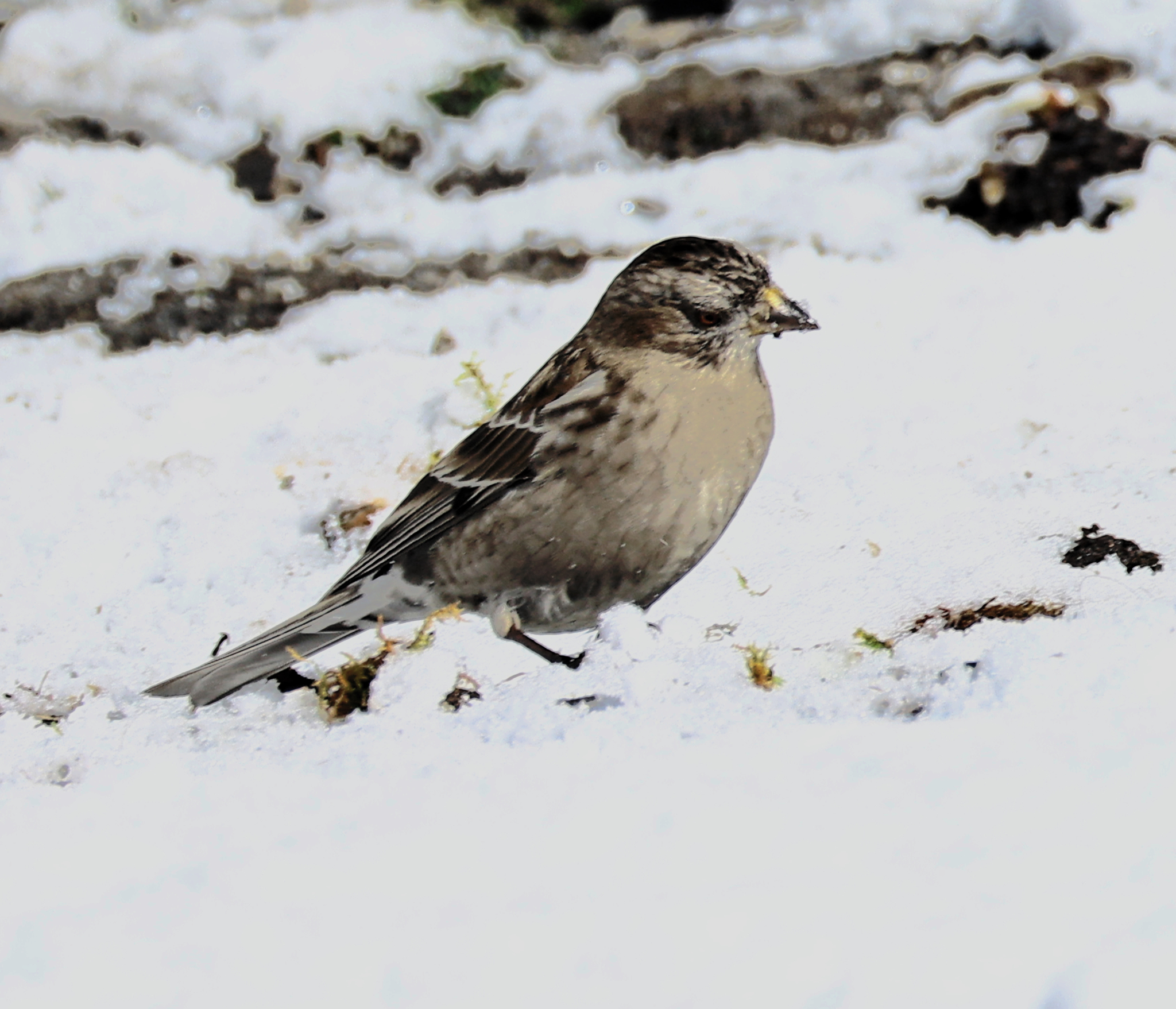 Plain Mountain Finch (Leucosticte nemoricola), photo 9