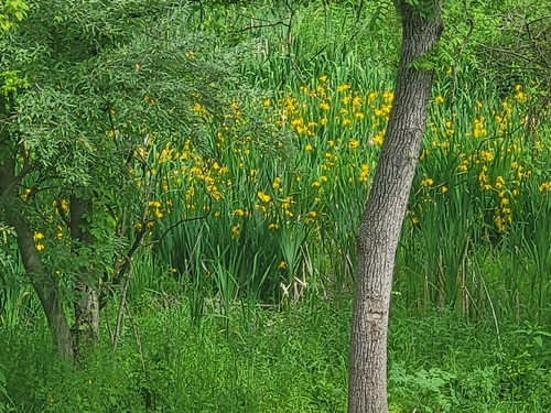 Lirio amarillo