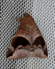 Bastilla solomonensis