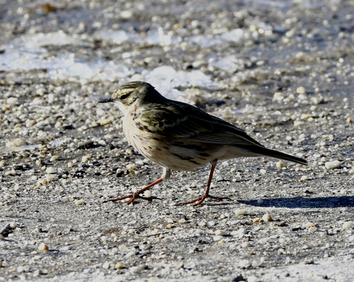 Rosy Pipit (Anthus roseatus), photo 4