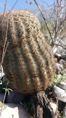 Echinocereus pectinatus pectinatus