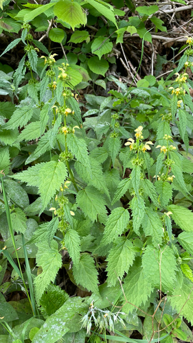 Lamium galeobdolon