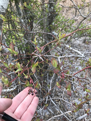 Vaccinium caesariense