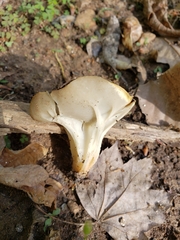 Helvella acetabulum