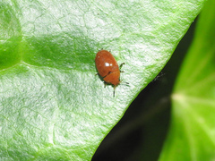 Mycomystes nigriventris