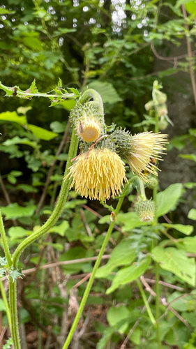 Cirsium erisithales